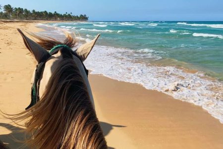 Beach Horseback Riding from Punta Cana