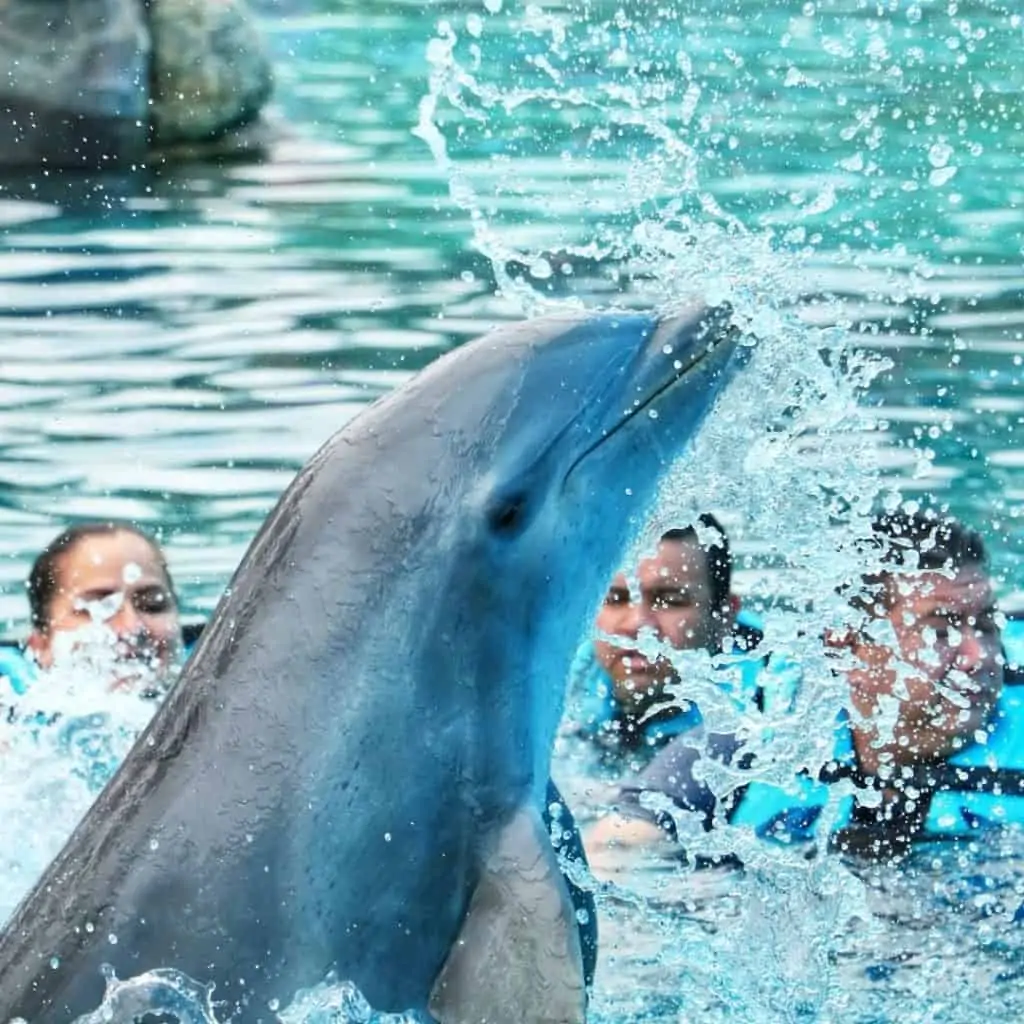 Punta Cana Dolphin Swim Adventure
