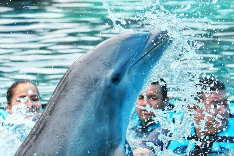 Punta Cana Dolphin Swim Adventure in Punta Cana, Dominican Republic