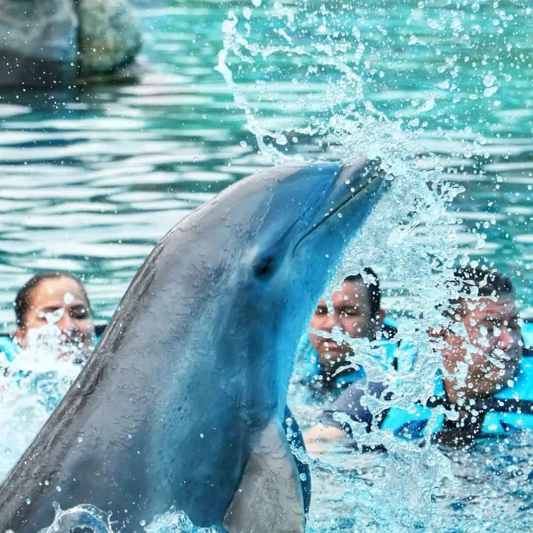 Swimming with dolphins in Punta Cana