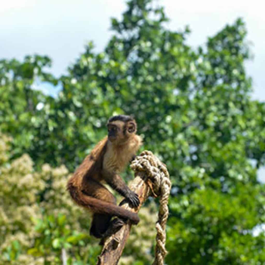 Monkey Island at Scape Park in Punta Cana 