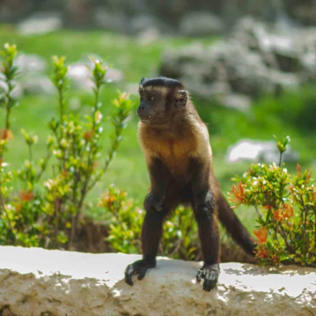 Monkey Island at Scape Park in Punta Cana 