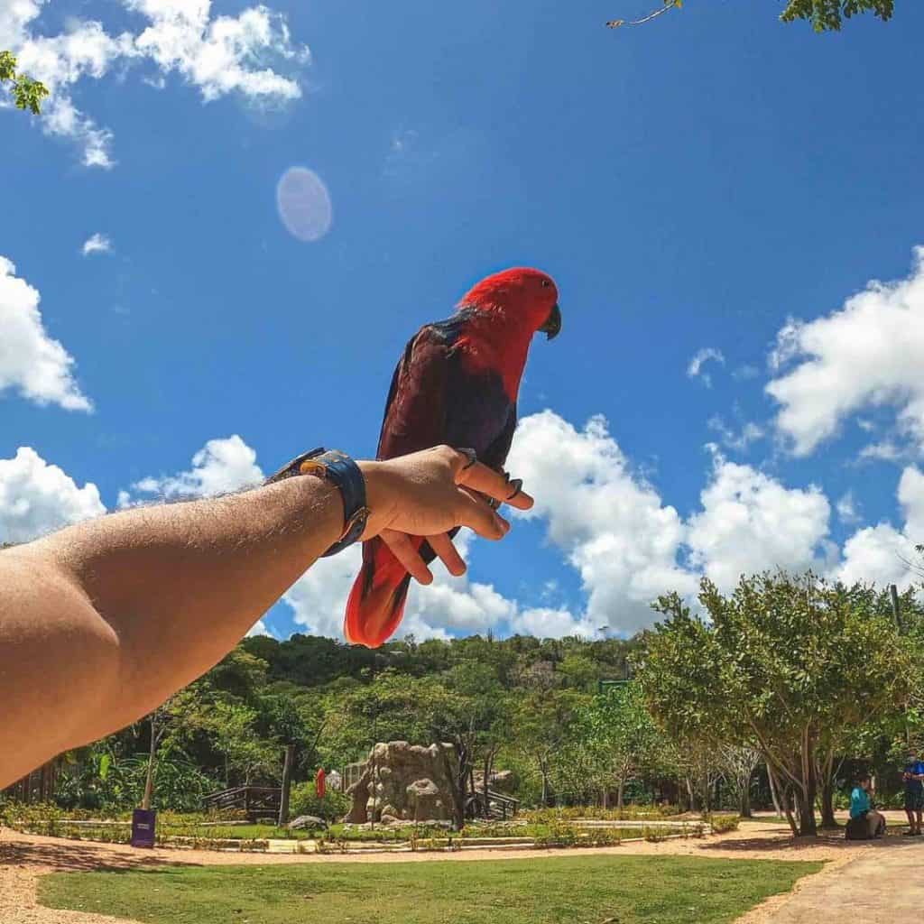 Parrots at Scape Park