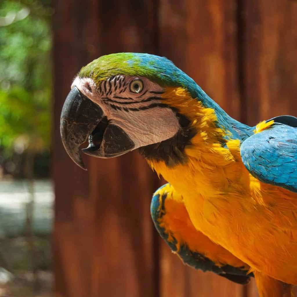 Parrots at Scape Park