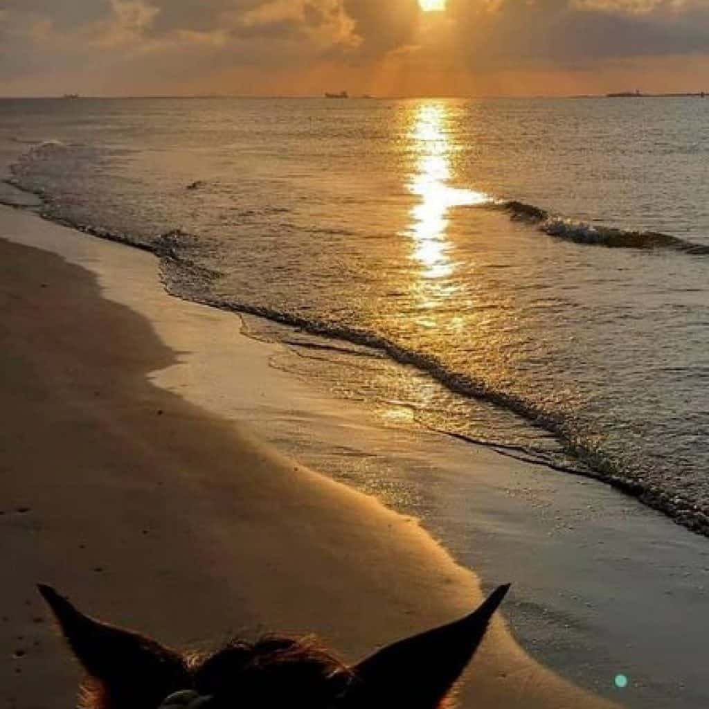 Sunset Horseback Riding Tour from Punta Cana