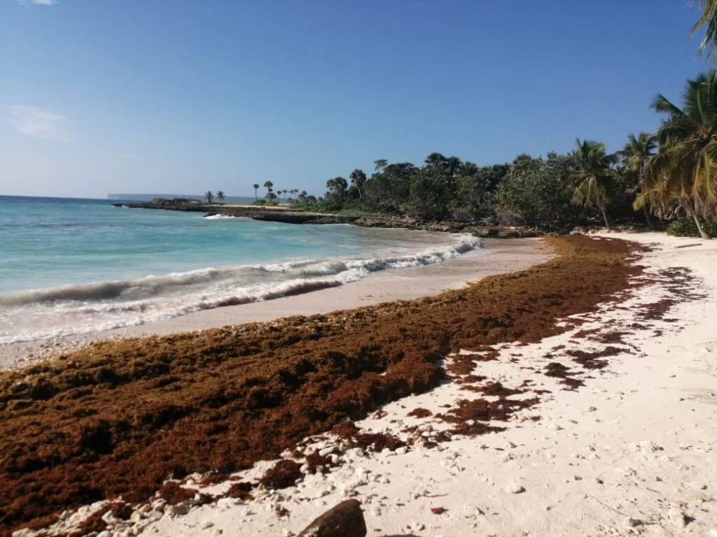 Seaweed in Punta Cana: A Guide to Dealing with the Unexpected Visitor