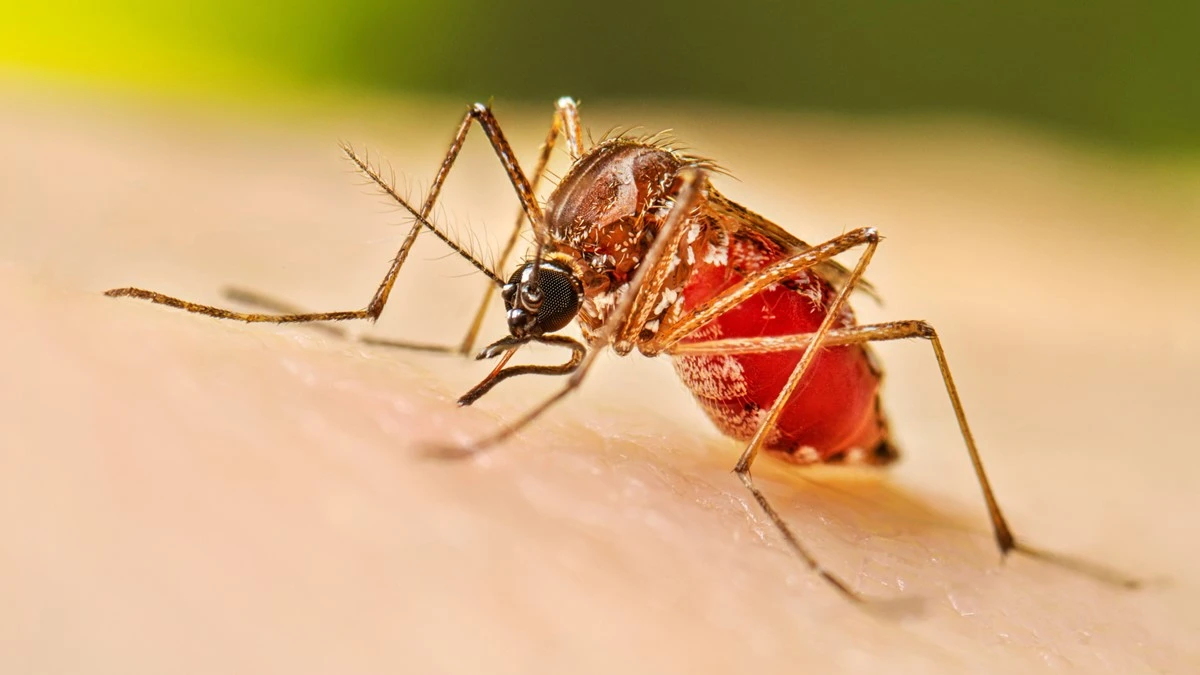 Dengue Mosquito in Dominican Republic